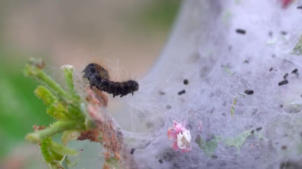 葉に餌を与えるテントの毛虫のマクロ映像 — ストック動画