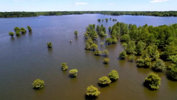 Árvores Cipreste Água Lago Marion Lago Marion Carolina Sul — Vídeo de Stock