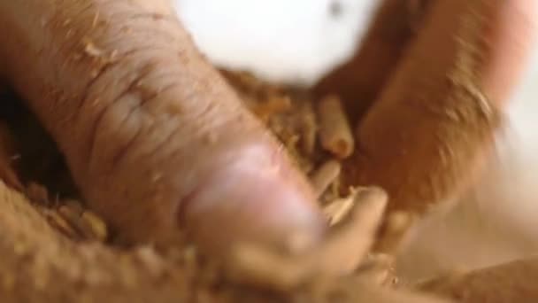 Macro Tiro Mais Louco Raiz Vegetal Natural Usado Para Tintura — Vídeo de Stock