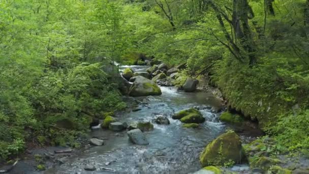 Πετώντας Μέσα Από Mossy Ιαπωνικό Δάσος Daisen River Νομός Tottori — Αρχείο Βίντεο