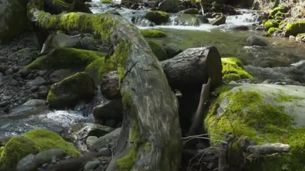 日本陶土里的大森山青苔翠绿的森林溪流 — 图库视频影像