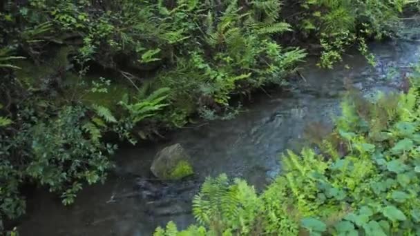 Ρεύμα Καθαρού Νερού Βουνού Που Ρέει Από Όρος Daisen Tottori — Αρχείο Βίντεο