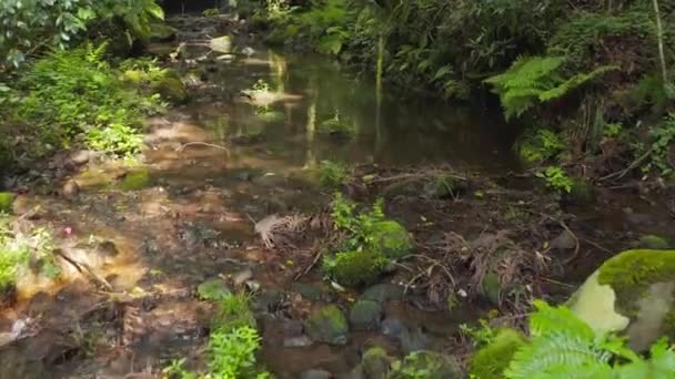 Φυσικός Ποταμός Και Φτέρες Στο Δάσος Του Νομού Τοτόρι Ιαπωνία — Αρχείο Βίντεο