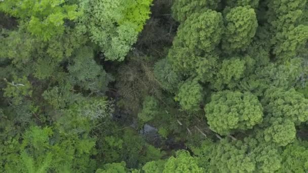 Top View Tottori Forests Aerial Rise Shot Ιαπωνία — Αρχείο Βίντεο