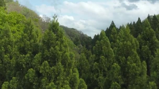 Aerial Stiger Över Träd Vildmarken Tottori Japan — Stockvideo