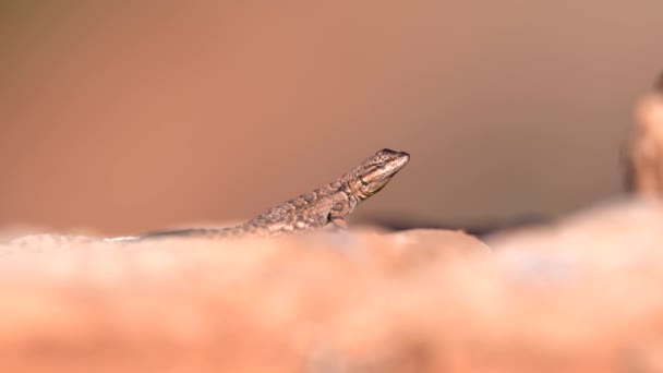 Vista Cerca Lagarto Del Desierto — Vídeos de Stock