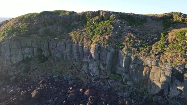 Colony Seabirds Flying Cook Island Basalt Cliffs Island New South — Video