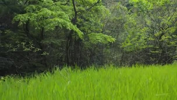 Ancien Champ Riz Abandonné Dans Campagne Tottori Japon — Video