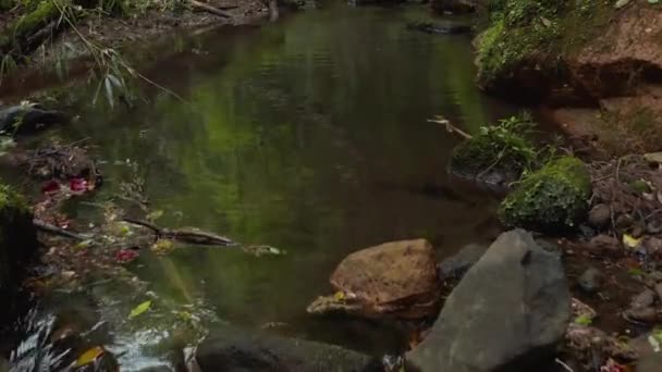 Ποταμός Ζούγκλα Στο Νομό Τοτόρι Της Ιαπωνίας — Αρχείο Βίντεο