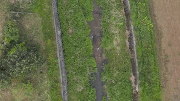 Воздушный Верх Над Сельской Местностью Ручьем Японии — стоковое видео
