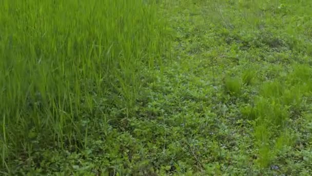 Ψηλός Φυσικός Μίσχος Ρυζιού Που Αναπτύσσεται Εγκαταλελειμμένο Πεδίο Της Αγροτικής — Αρχείο Βίντεο