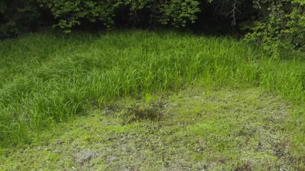 Заброшенное Рисовое Поле Востребованное Природой Сельская Местность Японии — стоковое видео