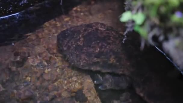 日本巨蟹 Andrias Japonicus 藏匿在托托托里河岩下 — 图库视频影像
