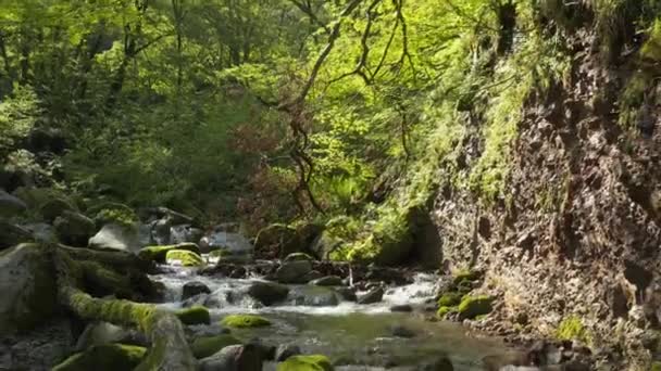 Παρθένα Φύση Του Εθνικού Πάρκου Του Όρους Daisen Νομός Tottori — Αρχείο Βίντεο