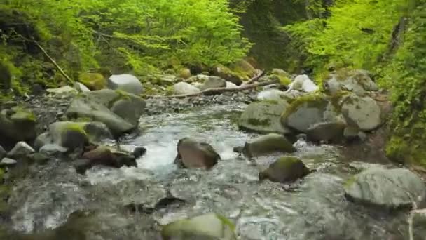 Πετώντας Κάτω Mossy Χαράδρα Στο Όρος Daisen Εθνικό Πάρκο Tottori — Αρχείο Βίντεο