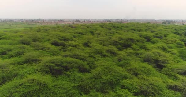 Luchtvaart Van Het Antilope Wildreservaat Forest Surrounding Hiran Minar Pakistan — Stockvideo