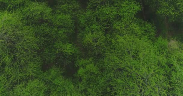 Emelkedő Légi Felvétel Erdő Fák Körülvevő Hiran Minar Gyönyörű Hely — Stock videók