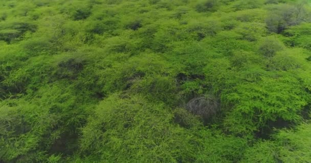 Tiro Aéreo Copas Árboles Bosque Verde Reserva Caza Animales Pakistán — Vídeos de Stock