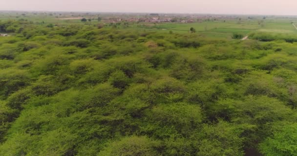 Vue Aérienne Hiran Minar Réserve Chasse Punjabi Pakistan — Video