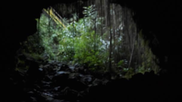 Виноград Свисает Крыши Темной Пещеры Джунгли Лежат Заднем Плане Свет — стоковое видео