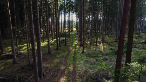 在新生长的松树间缓缓漂移 下午阳光灿烂 点缀着捷克共和国的森林地面 — 图库视频影像