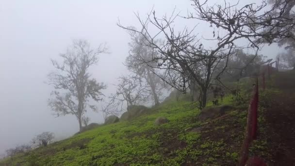 Lachay Hills Peru Coastal Wetland Foggy Ecosistem — Stock Video