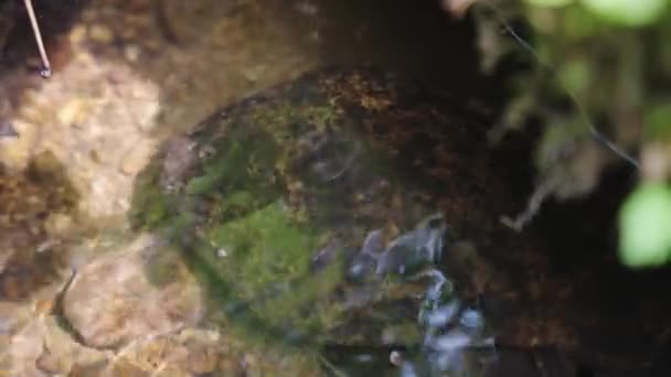 日本大亨Salamander 靠近洞里河的水下头颅 — 图库视频影像