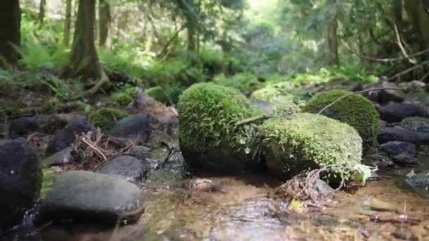 Moosbewachsene Felsen Einem Ruhigen Fluss Den Bergen Tottori Japan — Stockvideo