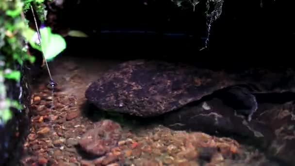 Andrias Japonicus Gigante Japonés Salamandra Agua Del Río Tottori — Vídeo de stock