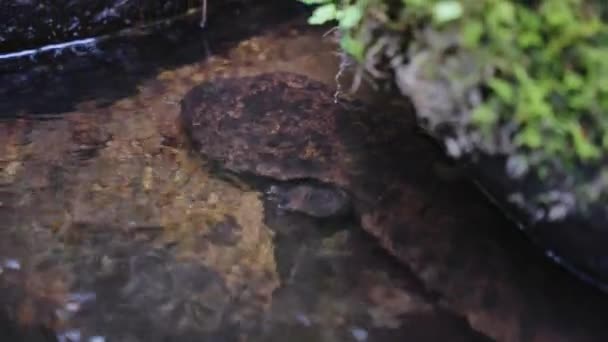 托托里河中的巨大日本蜥蜴 Andrias Japonicus — 图库视频影像