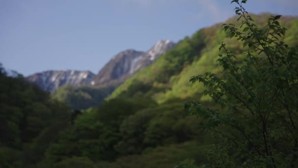 Daisen Dağı Nın Kayın Ormanları Karlı Tepeleri Tottori Bölgesi Japonya — Stok video