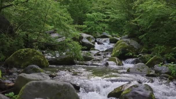 Πράσινο Άγριο Δάσος Daisen Νομός Tottori Ιαπωνία — Αρχείο Βίντεο