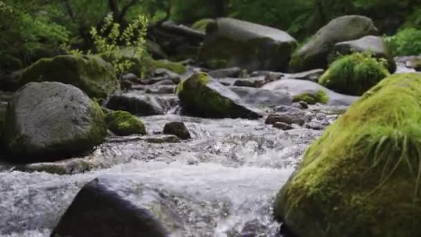 Άγρια Πράσινη Φύση Της Ιαπωνίας Pan Ρέον Ρεύμα Και Βρύα — Αρχείο Βίντεο