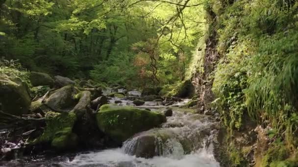 Verdant Forest Valley Stream Tottori Nature Japan — Vídeos de Stock