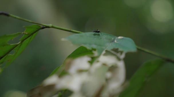 Μακρό Πλάνο Ενός Μυρμηγκιού Που Περπατάει Πάνω Ένα Φύλλο Στο — Αρχείο Βίντεο