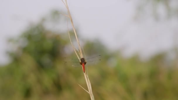 Pantala Flavescens Libélula Posada Una Rama — Vídeos de Stock