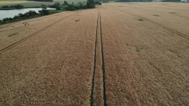 Beautiful Symmetrical Farm River Side Ariel Shot Looking Crops — Stock Video