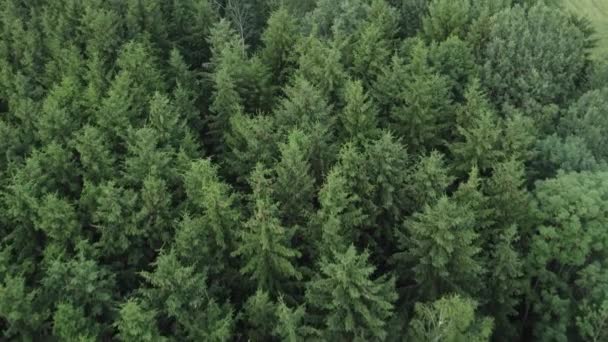 Drone Riprese Aeree Che Sorvolano Bellissime Cime Degli Alberi Una — Video Stock