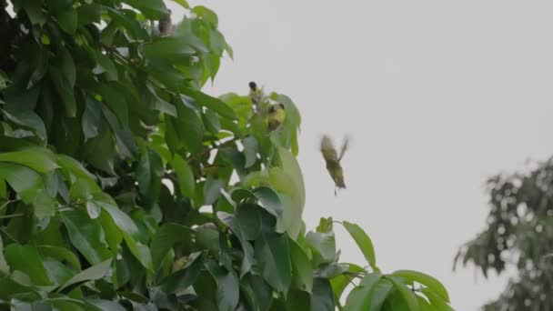 Ploceus Cucullatus Που Πετούν Από Ένα Δέντρο Στο Αφρικανικό Τροπικό — Αρχείο Βίντεο