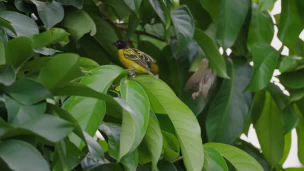 Close Shot Pássaro Ploceus Cucullatus Posou Ramo Floresta Tropical Gabão — Vídeo de Stock