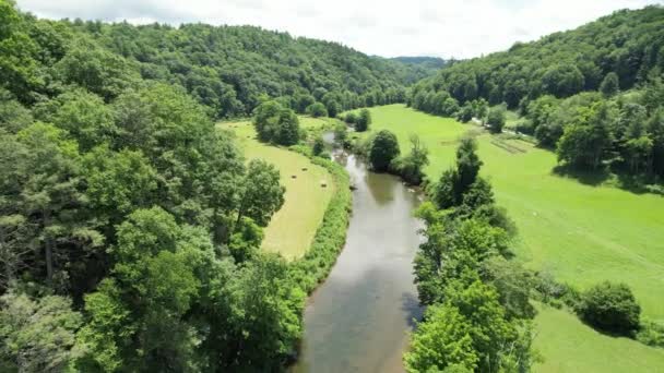 Vista Aérea Las Copas Los Árboles Del Nuevo Río Condado — Vídeos de Stock