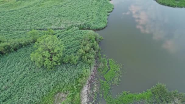 チェコ共和国の田舎の緑の湖の上の空中ドローンクリップ — ストック動画