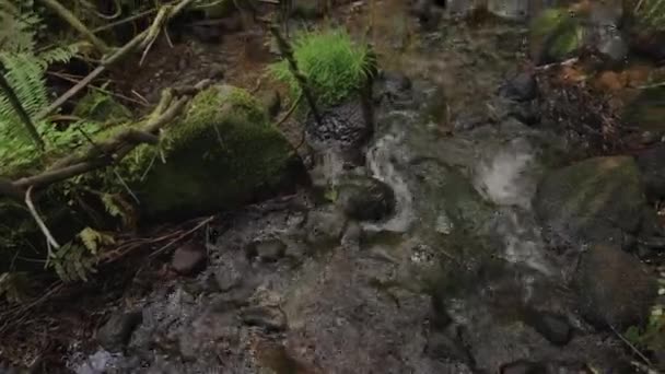 Nawa River Basin Daisen Tottori Japan Langzaam Omhoog Gekanteld Schot — Stockvideo