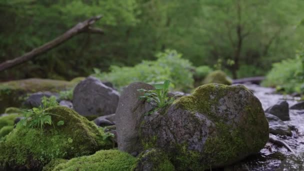 Εθνικό Πάρκο Daisen Tottori Ιαπωνίας Αργή Pan Mossy Rocks Και — Αρχείο Βίντεο