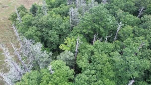 Östra Hemlock Eller Carolina Hemlock Dead Trees Längs Blue Ridge — Stockvideo