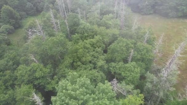 Aeronave Hemlocks Mortos Através Nevoeiro Longo Blue Ridge Parkway Perto — Vídeo de Stock