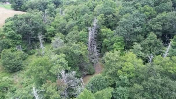 Vue Aérienne Rapide Des Pruches Mortes Dans Les Montagnes Crête — Video