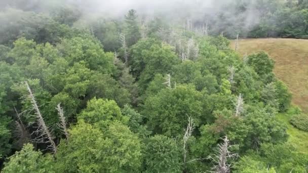 Pruches Mortes Travers Brouillard Long Crête Bleue Crête Montagne Dans — Video