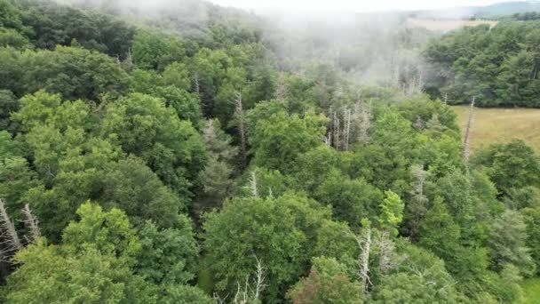 Dimma Rullar Över Döda Hampa Träd Appalachian Och Blå Berg — Stockvideo