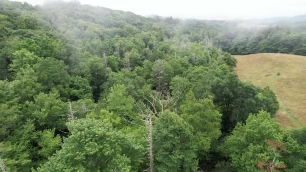 Dead Hemlock Trees Thru Fog Blue Ridge Mountain Hillside Appalachian — Stock Video